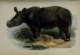 Image of Sumatran Rhinoceros