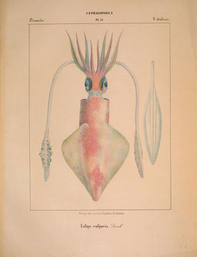 Image of European squid