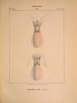 Image of Comb-finned Squid