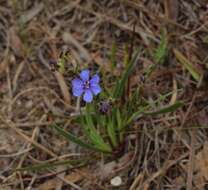 Image of Aristea africana (L.) Hoffmanns.