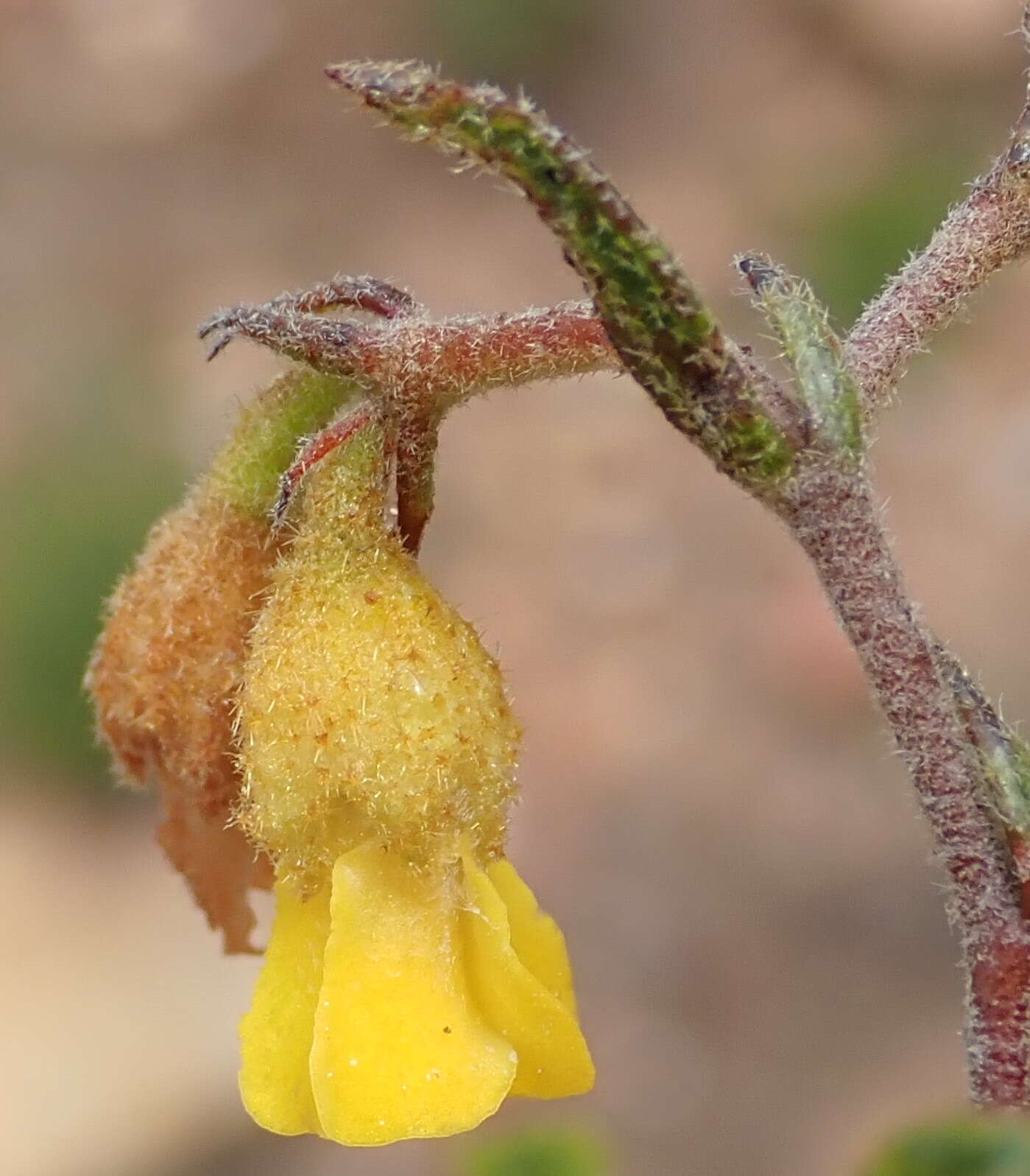 Imagem de Hermannia decipiens E. Mey.