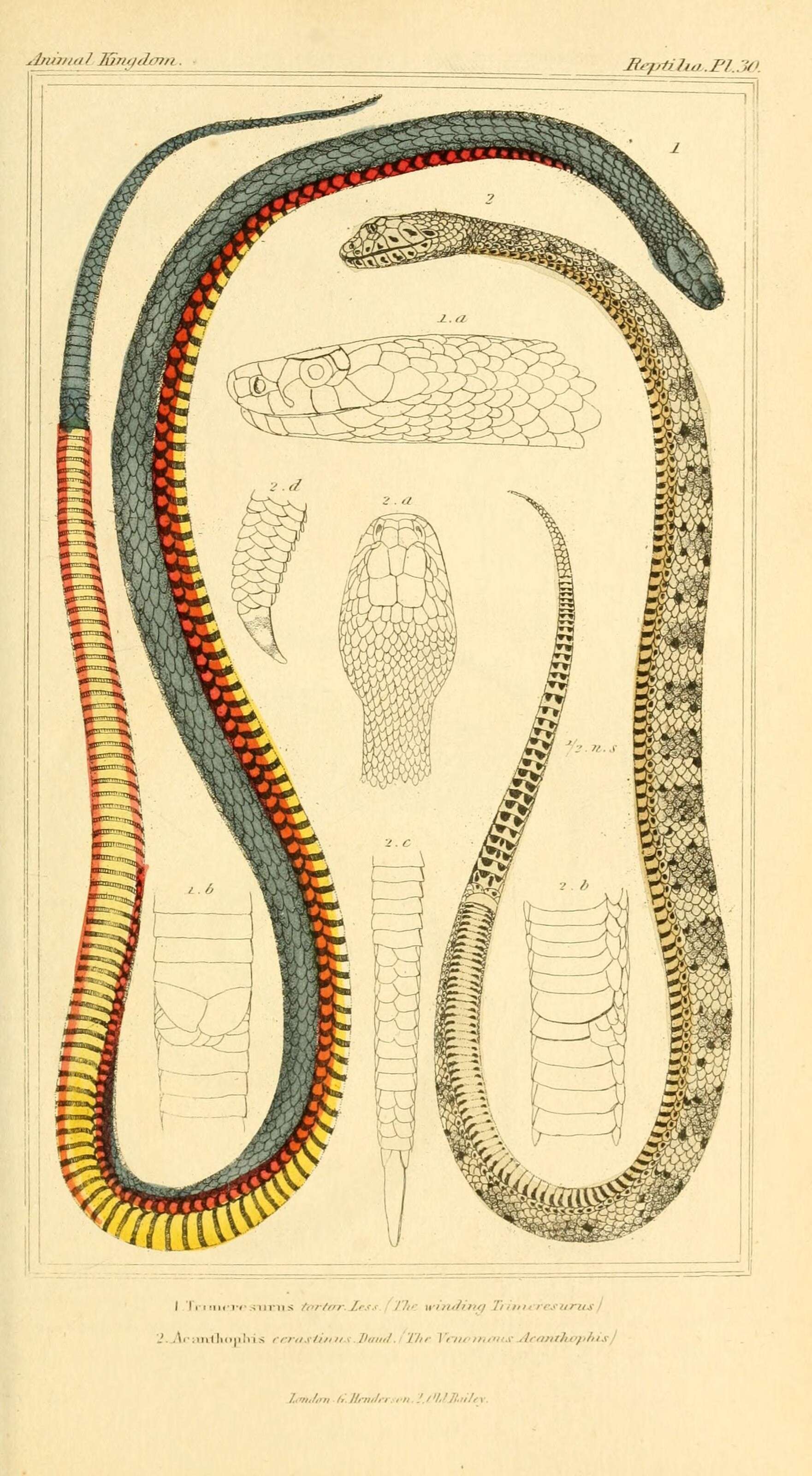 Imagem de Acanthophis antarcticus (Shaw & Nodder 1802)