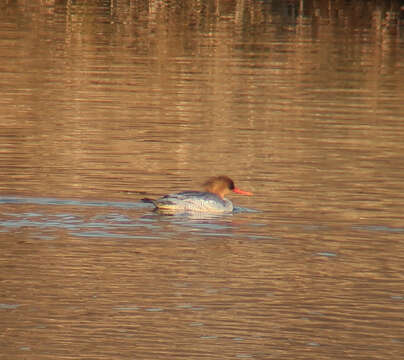 Image of Chinese Merganser