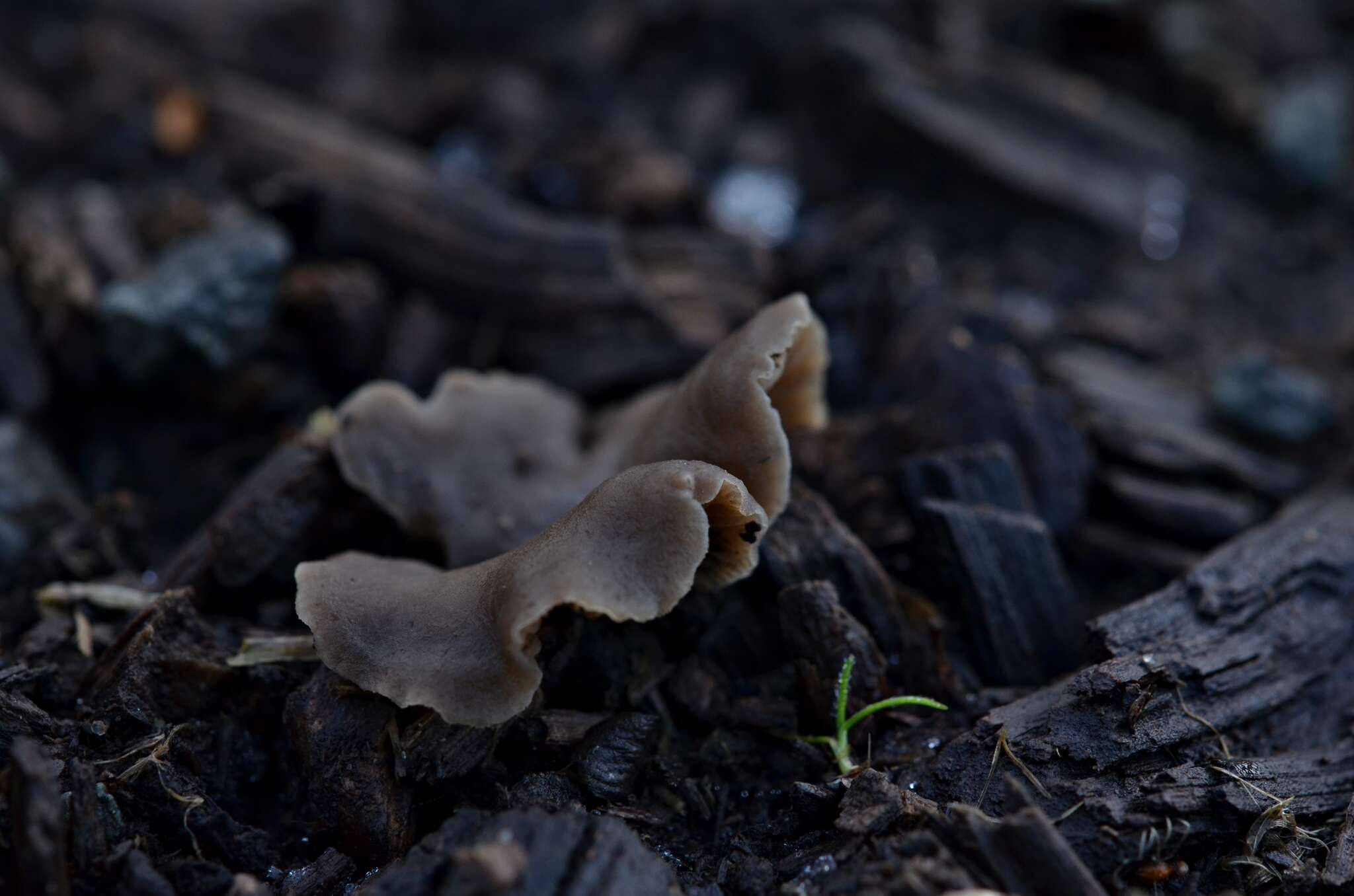 Image of Arrhenia acerosa (Fr.) Kühner 1980