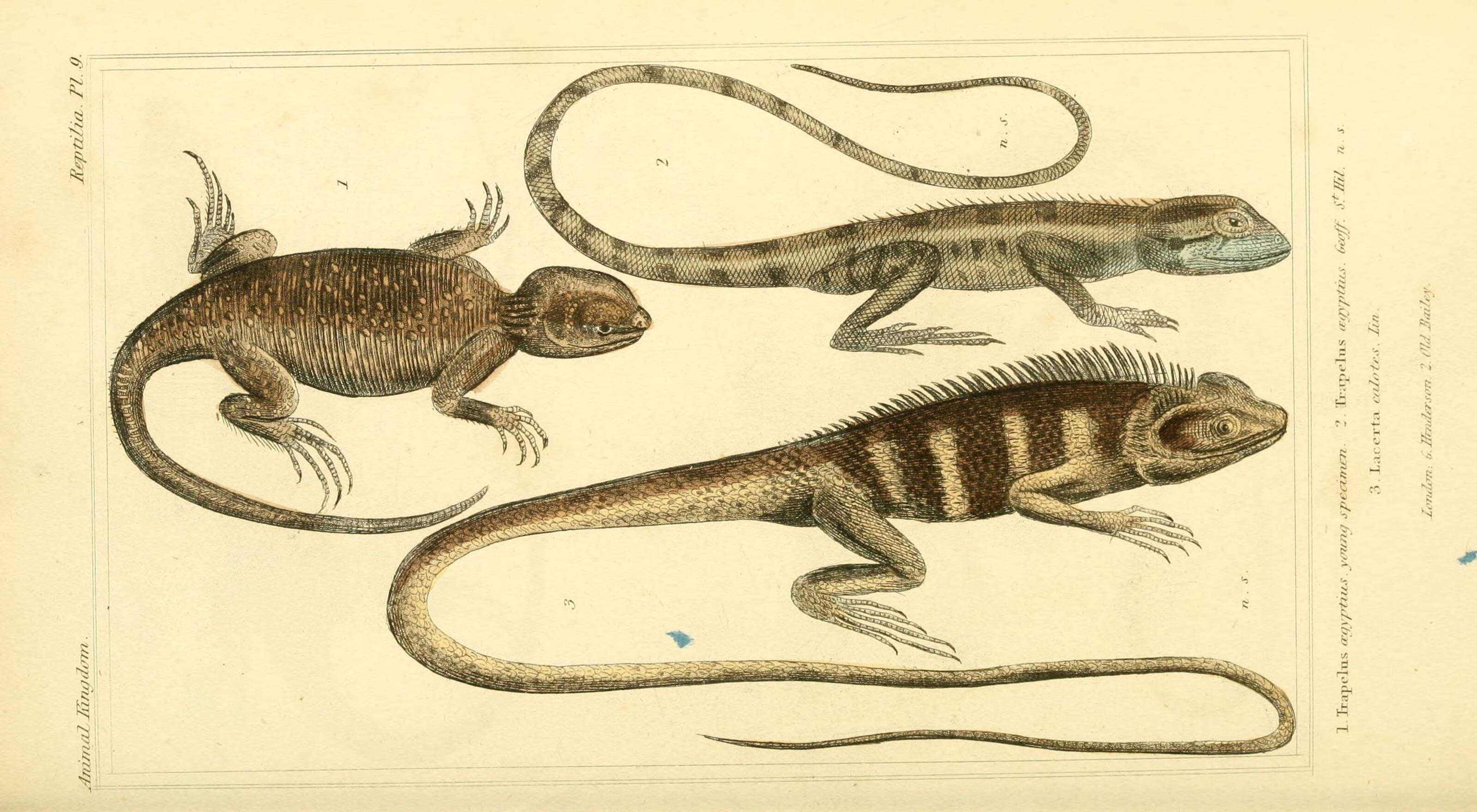 Imagem de Trapelus mutabilis (Merrem 1820)