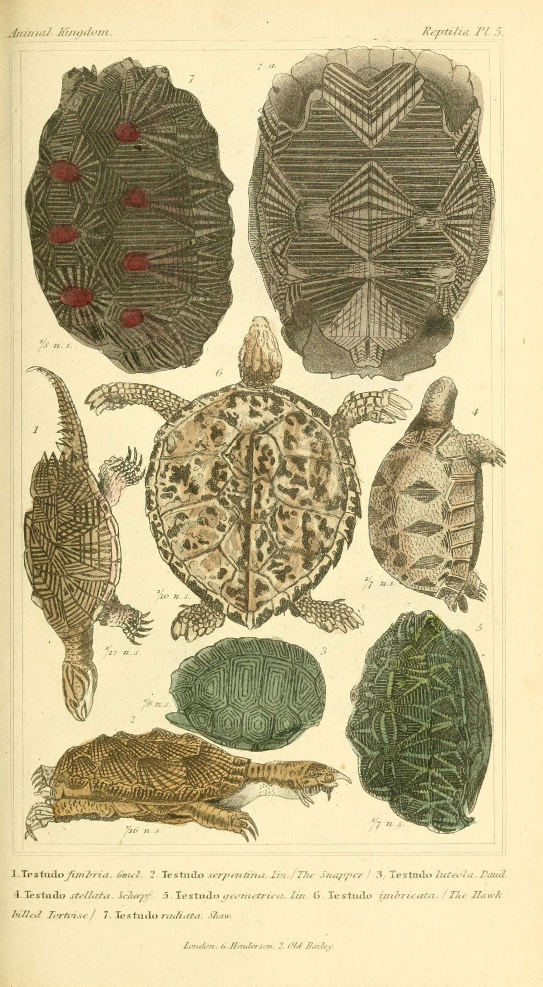 Слика од Psammobates geometricus (Linnaeus 1758)