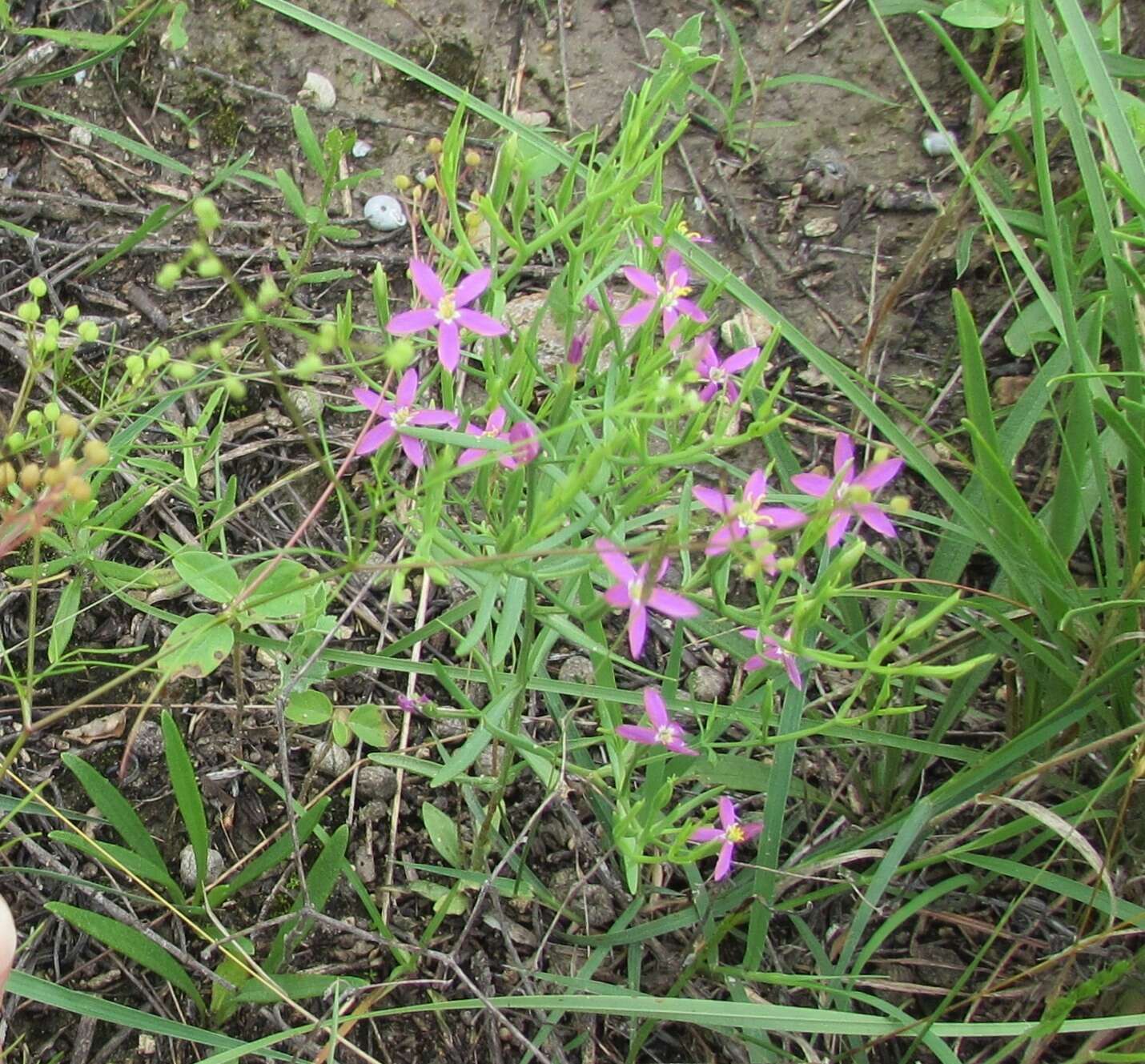 Image of Lady Bird's centaury