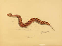 Plancia ëd Bitis caudalis (A. Smith 1839)