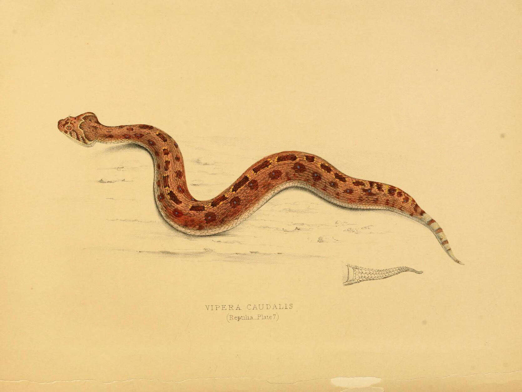 Plancia ëd Bitis caudalis (A. Smith 1839)