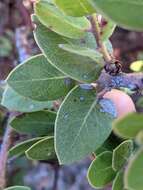 Image of Arctostaphylos purissima subsp. purissima