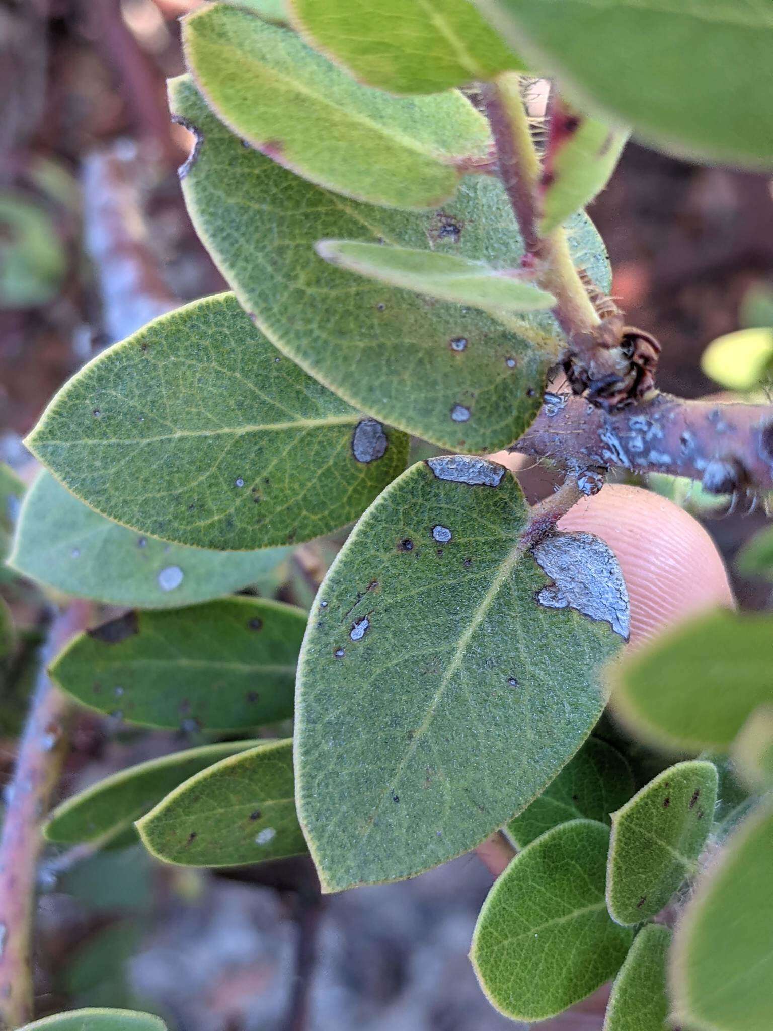 Image of Arctostaphylos purissima subsp. purissima