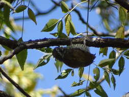 Image of Speckled Piculet