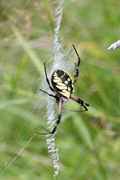 Image of Black-and-Yellow Argiope