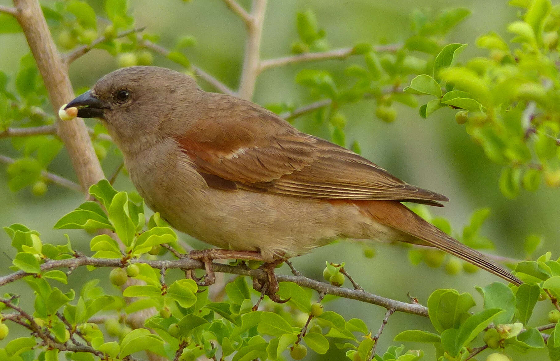 Image of Cape Sparrow