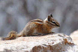 Image of Uinta Chipmunk