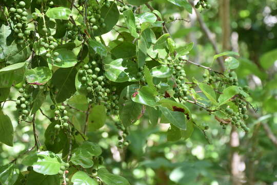 Coccoloba diversifolia Jacq. resmi