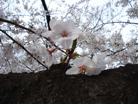 Plancia ëd Prunus yedoensis Matsum.