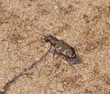 Image of Northern dune tiger beetle