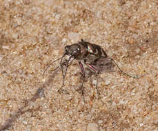 Image of Northern dune tiger beetle