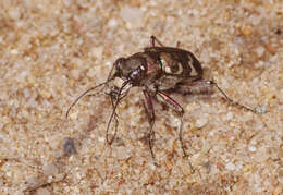 Image of Northern dune tiger beetle