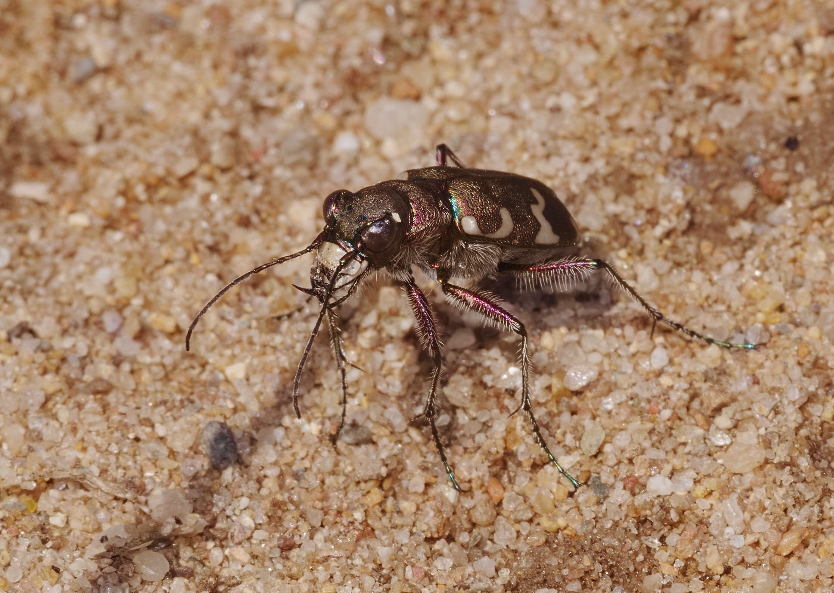 Image of Northern dune tiger beetle