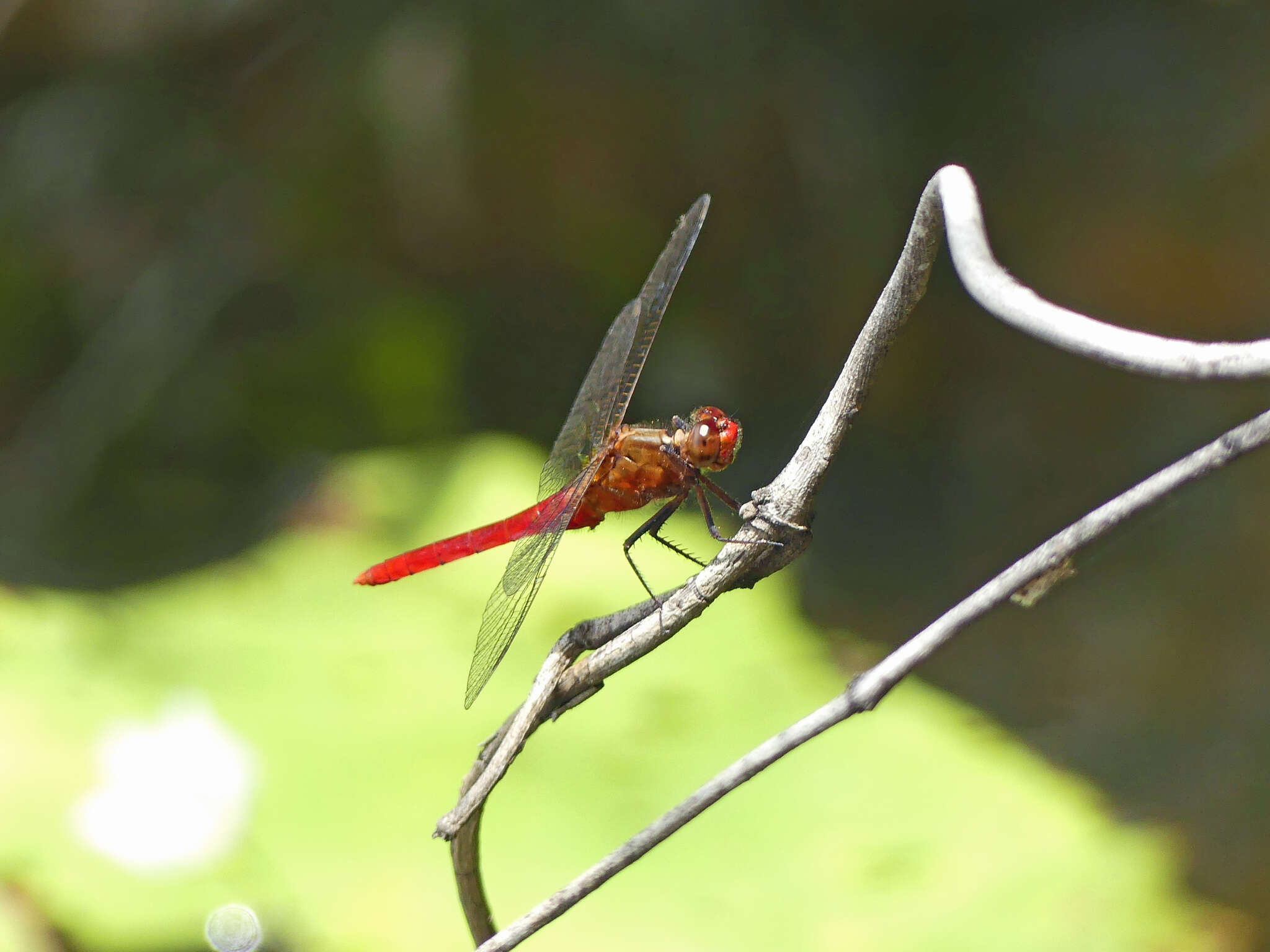 Imagem de Rhodothemis lieftincki Fraser 1954