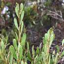 Image de Acacia microcarpa F. Muell.