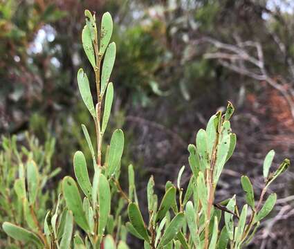 Imagem de Acacia microcarpa F. Muell.