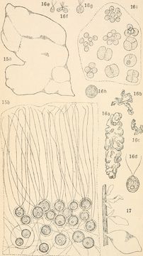 Image of Tetraspora