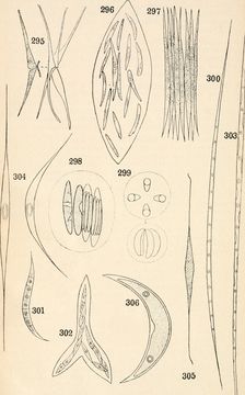 Image of Ankistrodesmus