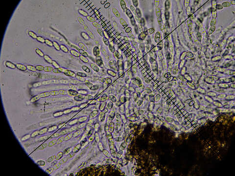 صورة Cosmospora arxii (W. Gams) Gräfenhan & Schroers 2011