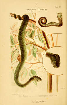 Image of Eyelash Viper