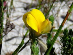 Image of Aspalathus linguiloba R. Dahlgren