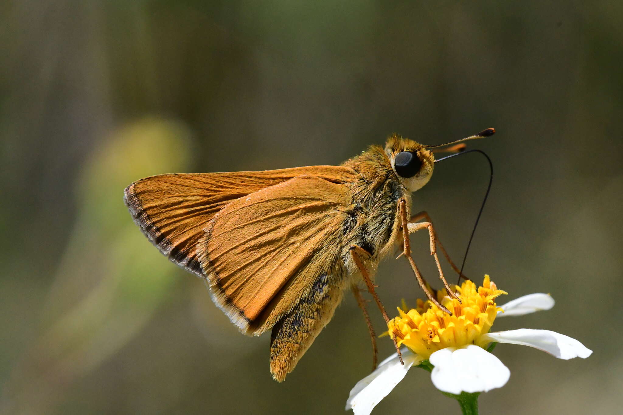 Image of <i>Hesperia meskei straton</i>