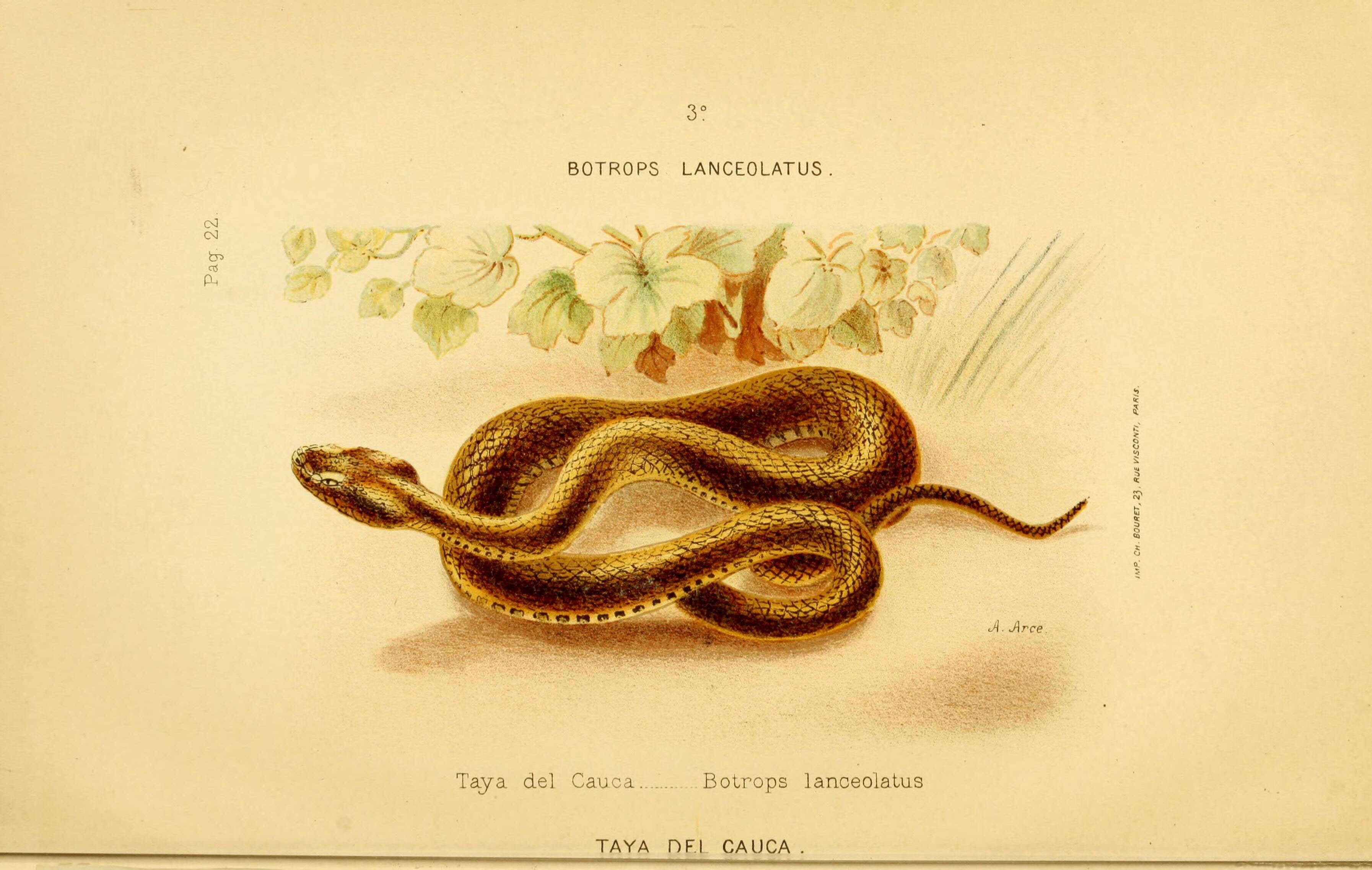 صورة Bothrops lanceolatus (Bonnaterre 1790)