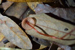 Sivun Mycena ura Segedin 1991 kuva