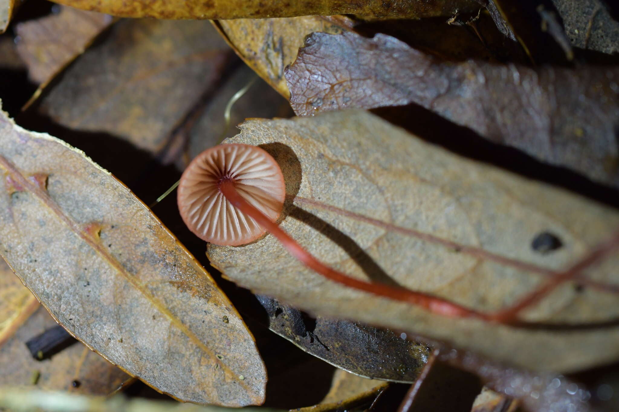 Plancia ëd Mycena ura Segedin 1991