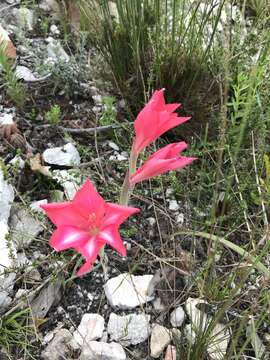 Plancia ëd Gladiolus carmineus C. H. Wright