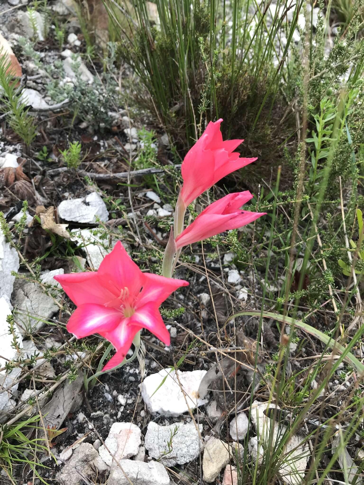 Gladiolus carmineus C. H. Wright resmi