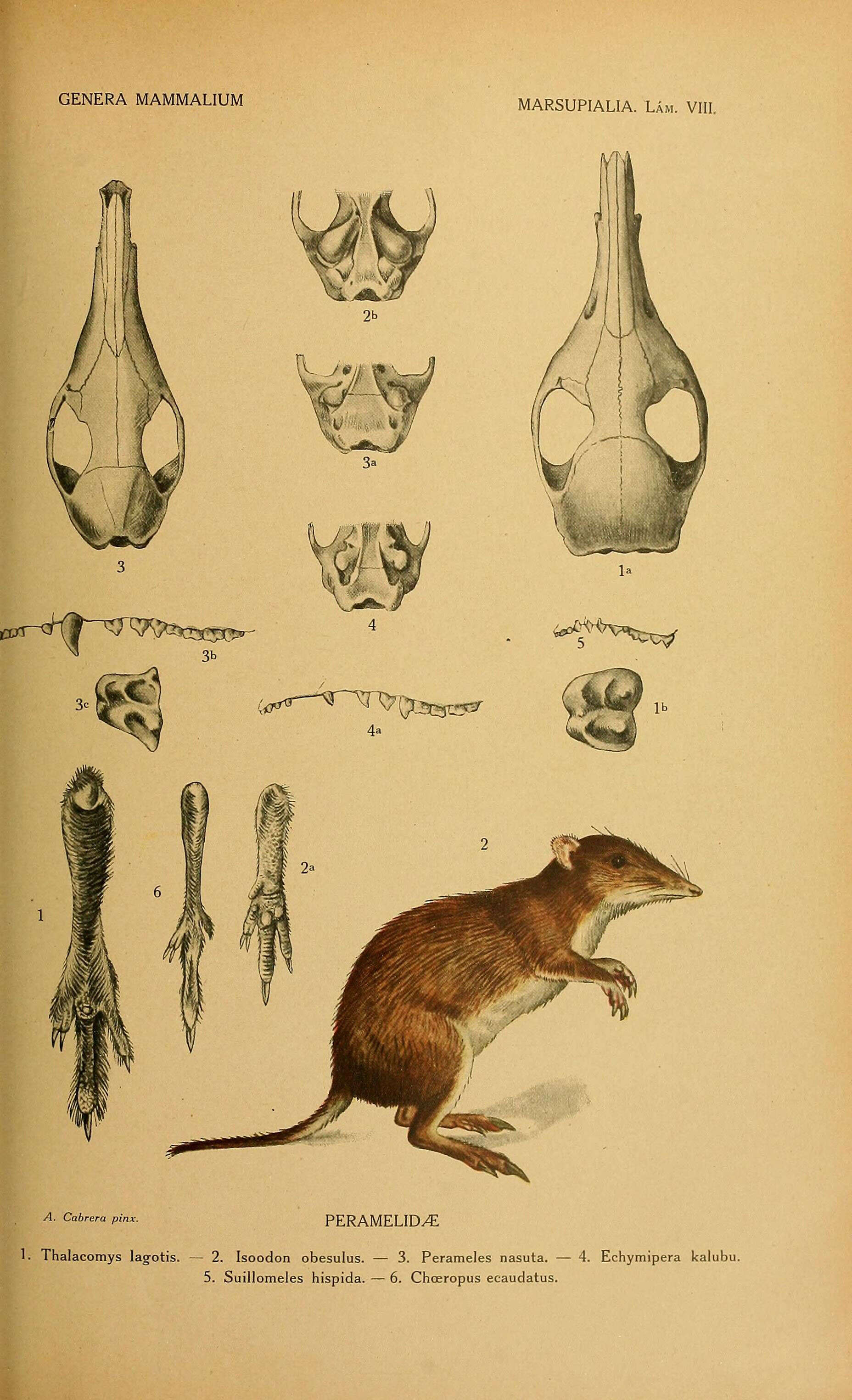 Image of rabbit-bandicoots