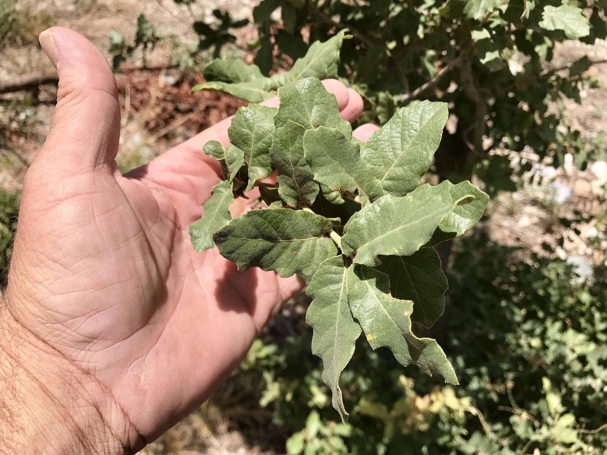 Image of Arizona White Oak