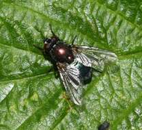 Imagem de Eudasyphora cyanella (Meigen 1826)