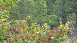 Image of Eastern Kingbird