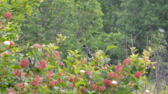 Image of Eastern Kingbird