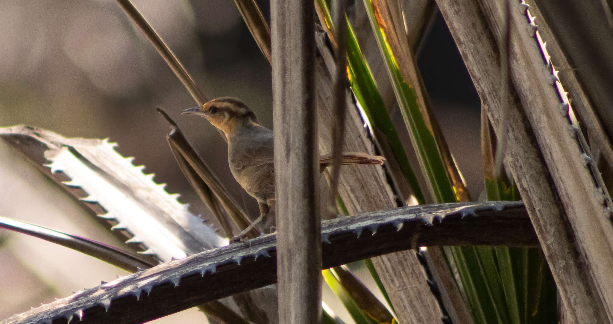 Image of Buff-banded Thicketbird