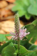 Image de Plantain bâtard