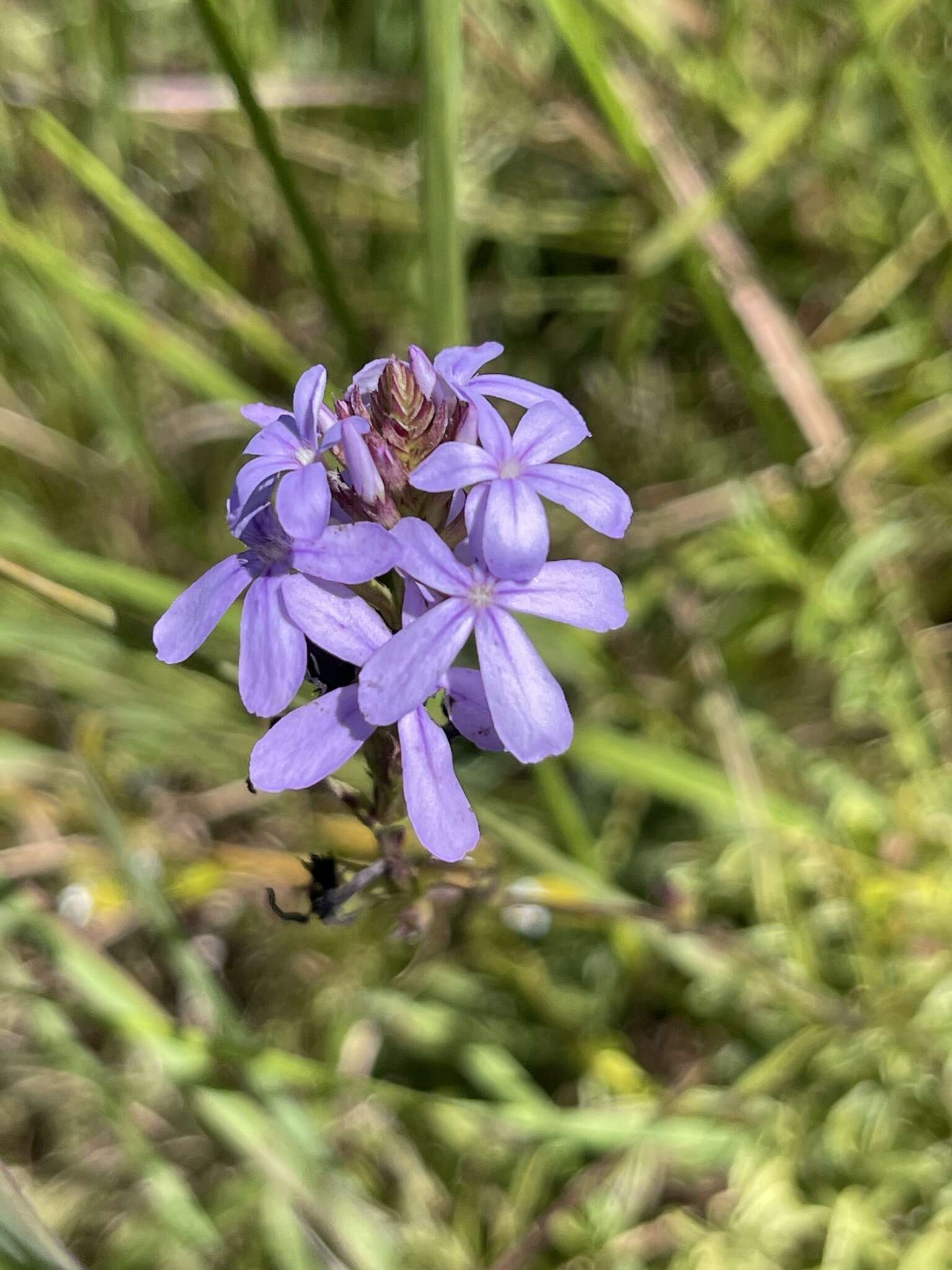 <i>Buchnera longespicata</i> resmi