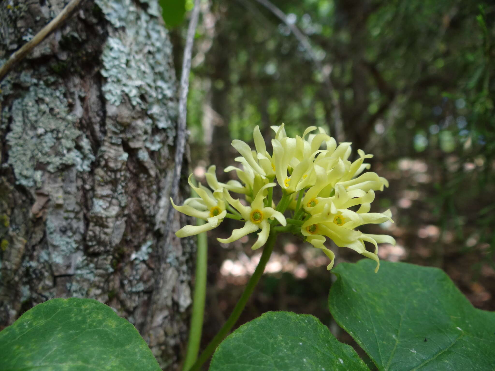 Image de Matelea baldwyniana (Sweet) R. E. Woodson