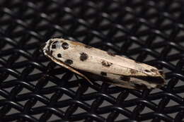 Ethmia sphaerosticha Meyrick 1886的圖片