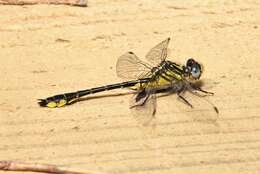 Image of Twin-striped Clubtail